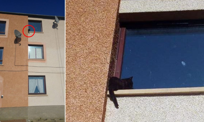 The cat was left stranded at some height.