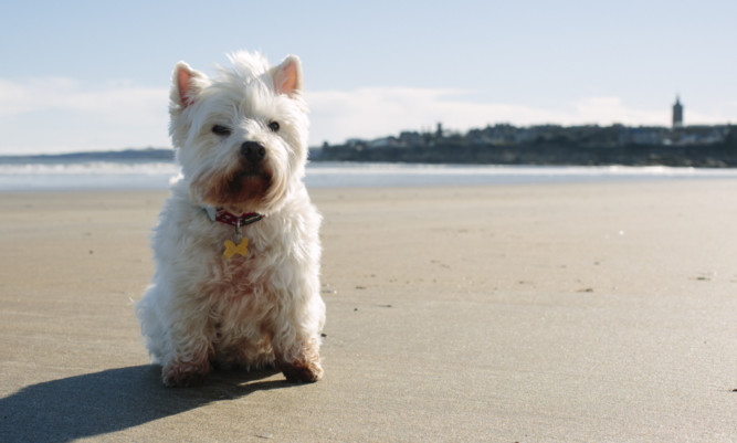 Holly the West Highland Terrier puts her best paw forward along West Sands Beach in St Andrews to launch VisitScotlands search for an Ambassadog.