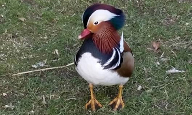 Hamish McDuck was snatched from his home at Guay Farm, near Pitlochry.