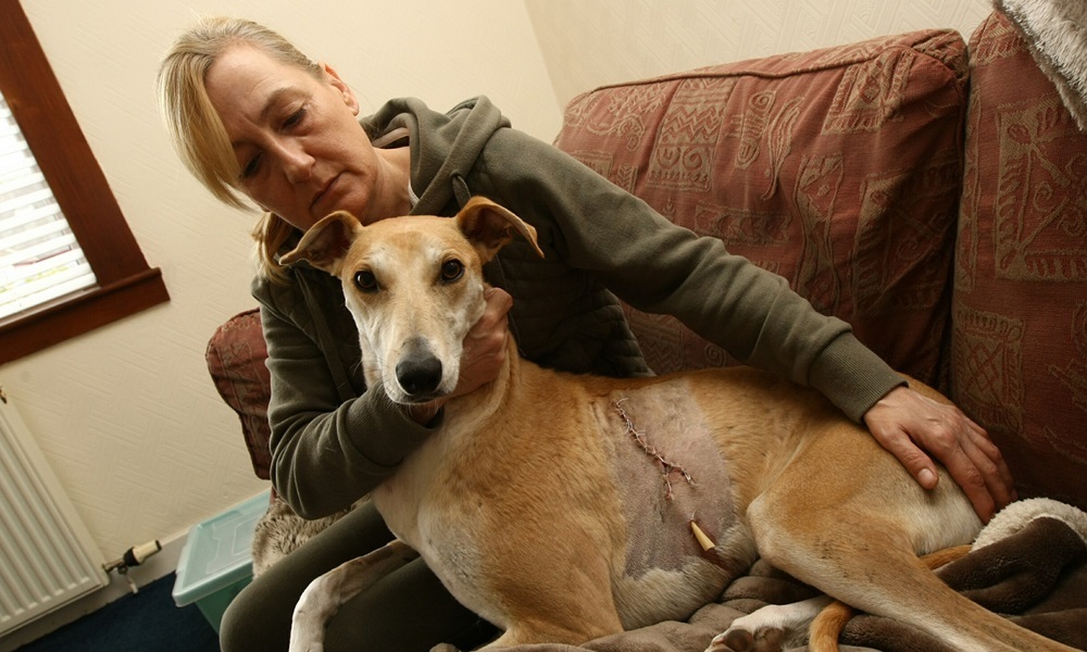 COURIER, DOUGIE NICOLSON, 12/03/16, NEWS.
Pictured at home in Perth today, Saturday 12th March 2016, is Morag Henderson with her dog Cash, showing it's injury. Story by Perth.