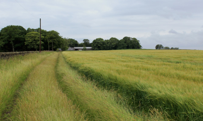 The area of winter-sown crop was down on last December at 191,000 hectares, with 6,400 hectares less oilseed rape, 3,000 hectares less barley and 2,400 hectares less wheat, partially offset by 900 hectares more oats.
