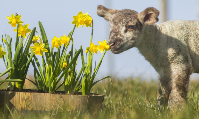 New-born lambs delight in miniature daffodils on a bright sunny first day of spring.
