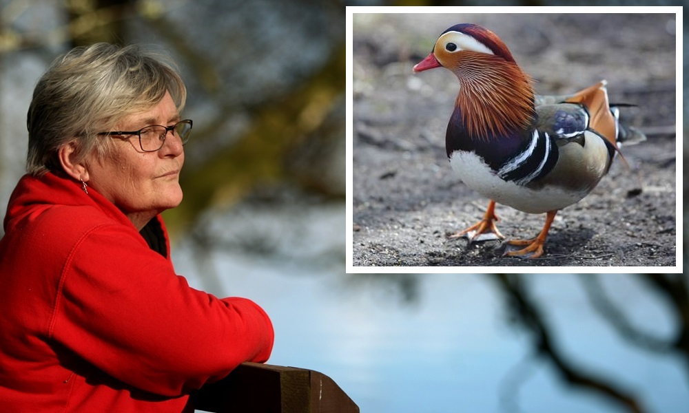 COURIER, DOUGIE NICOLSON, 28/03/16, NEWS.
Pictured at Loch Of The Lowes today, Monday 28th March 2016, is Suzi Anderson, looking for her lost duck, Hamish McDuck. Story by Perth office.