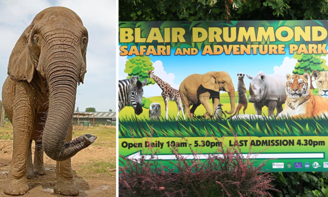 Toto the African elephant arrived at Blair Drummond in 1997.