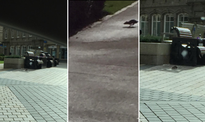 A member of the public caught the rats on camera at Dundee's Meadowside.