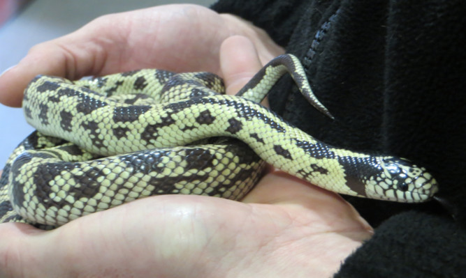 The snake was found in the cutlery drawer.