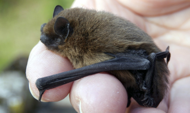 A Pipistrelle Bat.