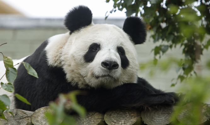 The giant pandas are helping scientists unravel the mysteries of the species' diet - by donating their poo to research.