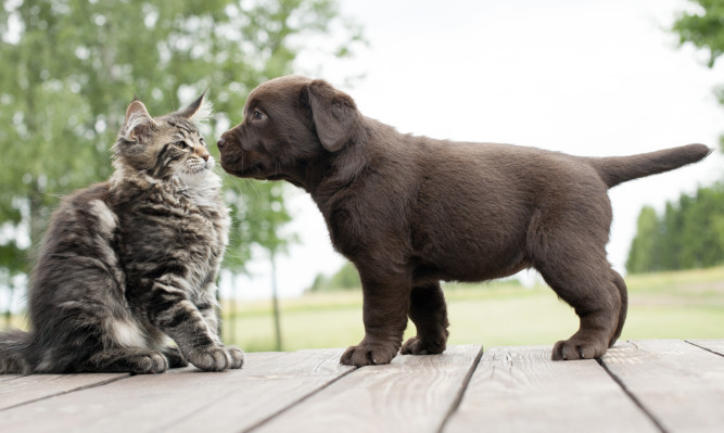 The cats and dogs of Angus have been given a reprieve.