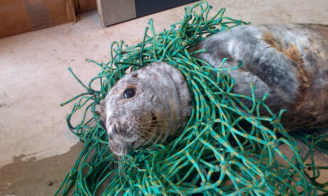 The grey seal was found tangled up in netting at Cruden Bay in Aberdeenshire.