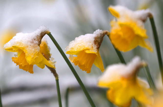 Forecasters are warning the Spring could be interrupted by a wintry blast.