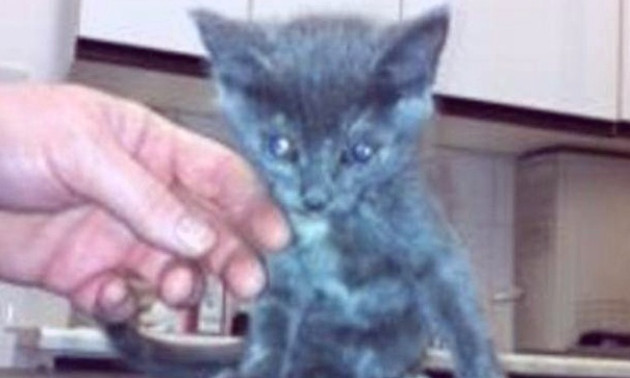 A photo from the SSPCA showing the kitten found in Perth.