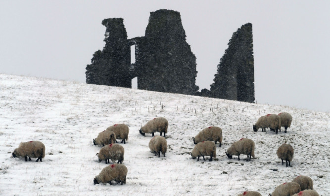 Snow on a farm in the Borders in March.