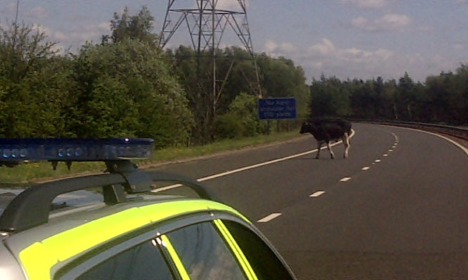 Courier reader Grant Petrie's photo of the cow holding up traffic on the M9.