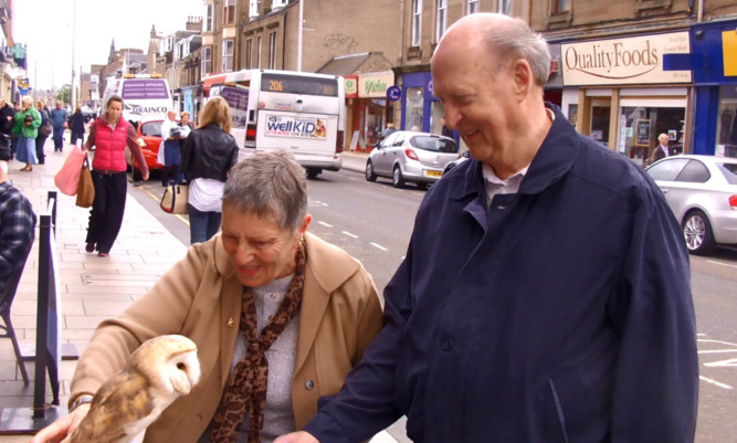 Moonstone the Barn Owl has become a hit with the locals in Broughty Ferry.