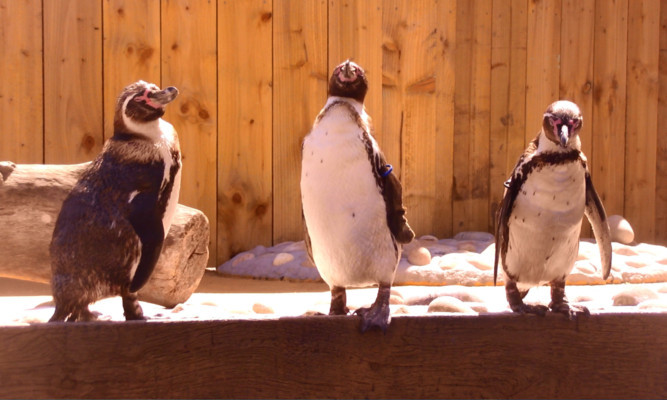 The Humboldt Penguins are settling in at their new home at St Andrews Aquarium.