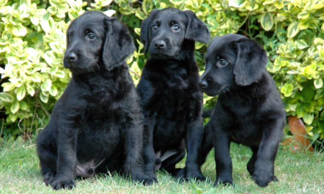 Money well spent: it will take tens of thousands of pounds to train these puppies to be guide dogs then support them.