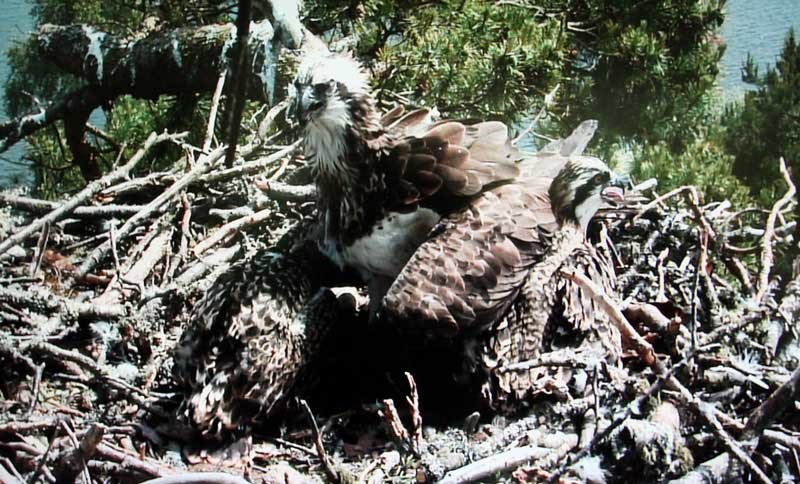 Loch of the Lowes, Dunkeld.  Lady the Osprey close to death at the wildlife centre. Pictured, the news of the poor health of the Osprey has attracted concerned visitors to the centre.    Pictured, live images from the nest with 'Lady' in the centre, standing.