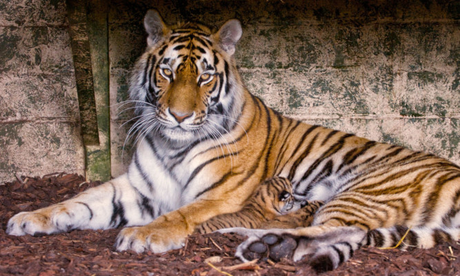 The cubs with their mother.