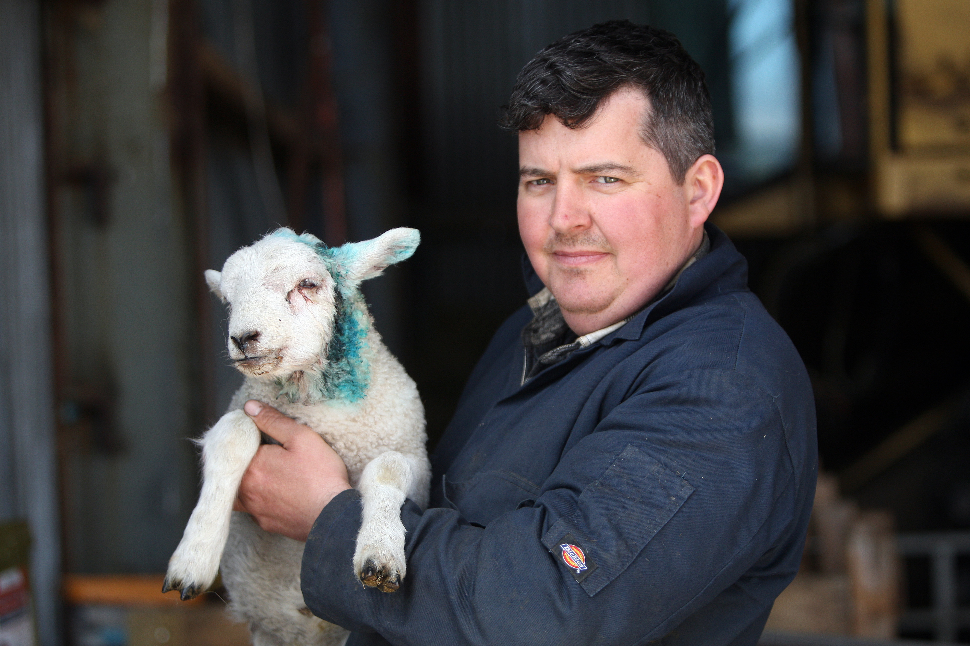 Donald McDiarmid with the lamb that was attacked.