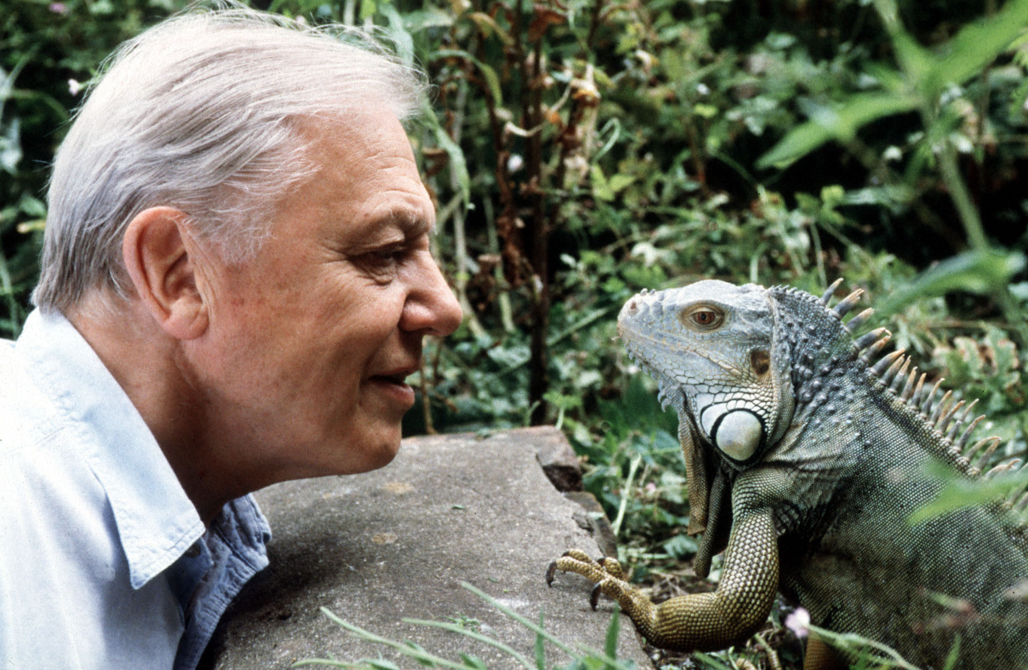 Attenborough at 90.