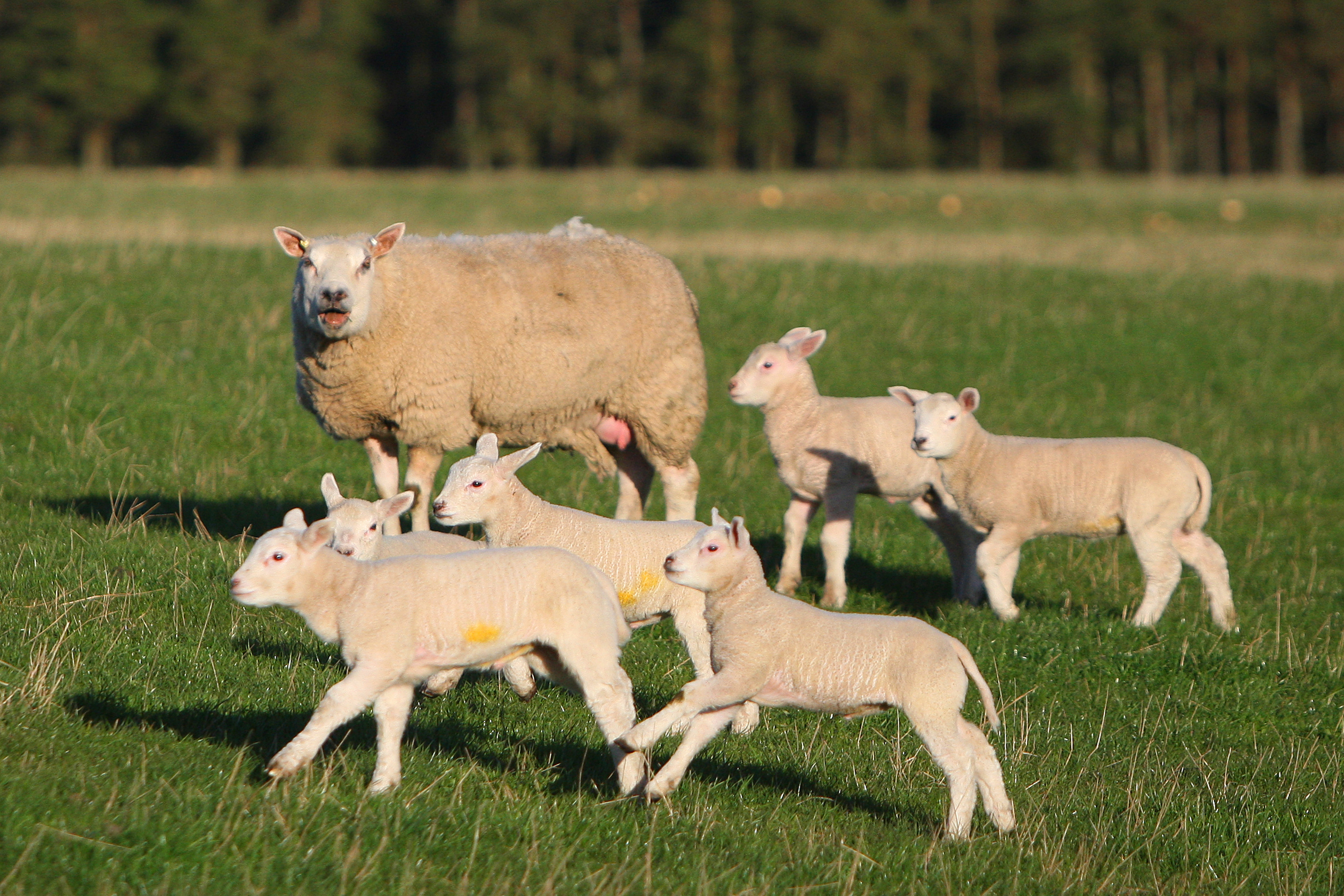 New season lamb prices are 7-8% higher than last year