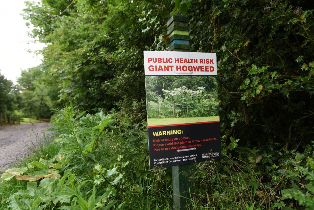 Giant hogweed on the Monifieth path network beside the Dighty Burn.