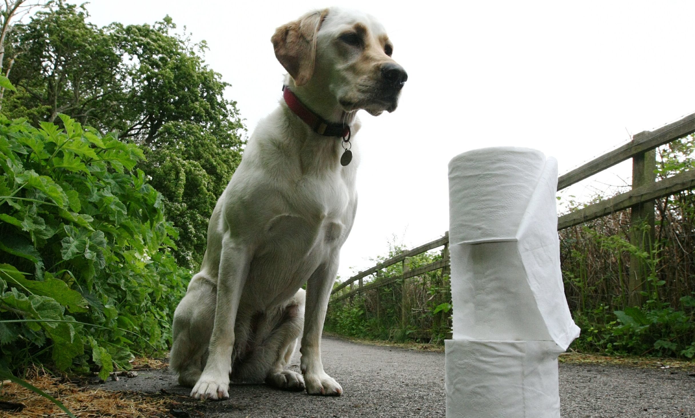 Dog owners are being asked to sign a pledge.