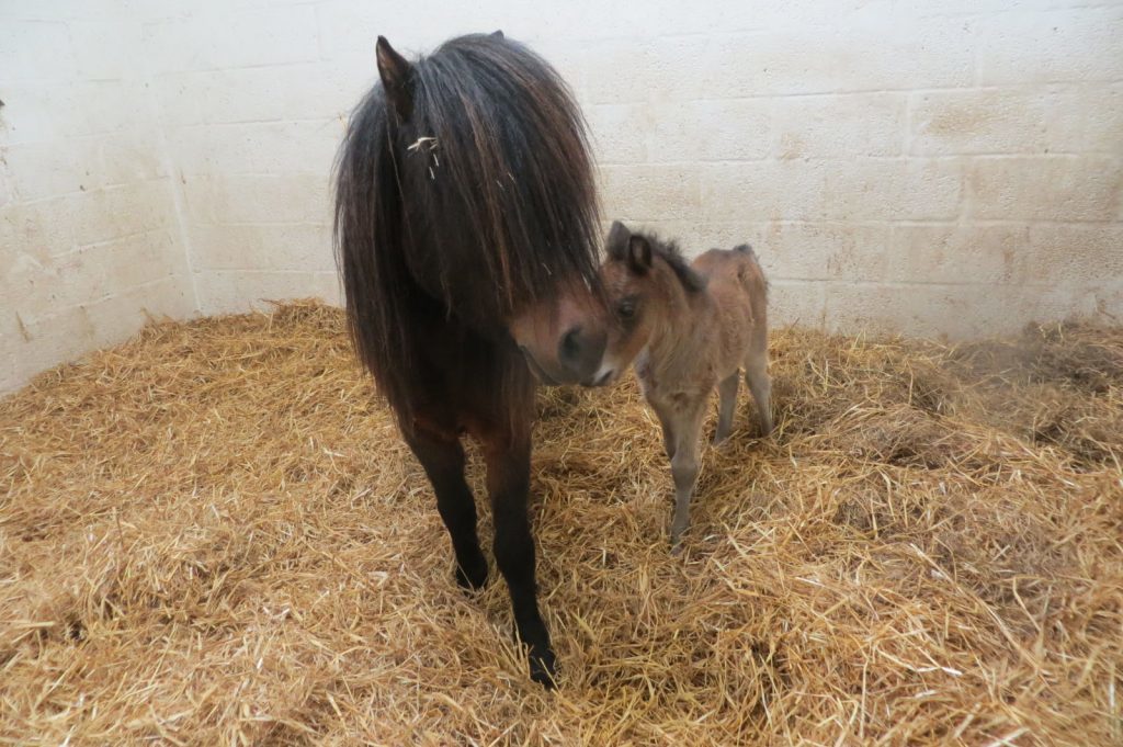 Aberdeen, Scotland. 24th May, 2016. The Scottish SPCA in Aberdeenshire has issued a special appeal to find a new home for a Shetland pony and her foal. Staff at the charity’s centre in Drumoak are caring for three year old Missouri and her six week old son Jefferson and want to find the pair a home together. (Photo: Newsline Media)