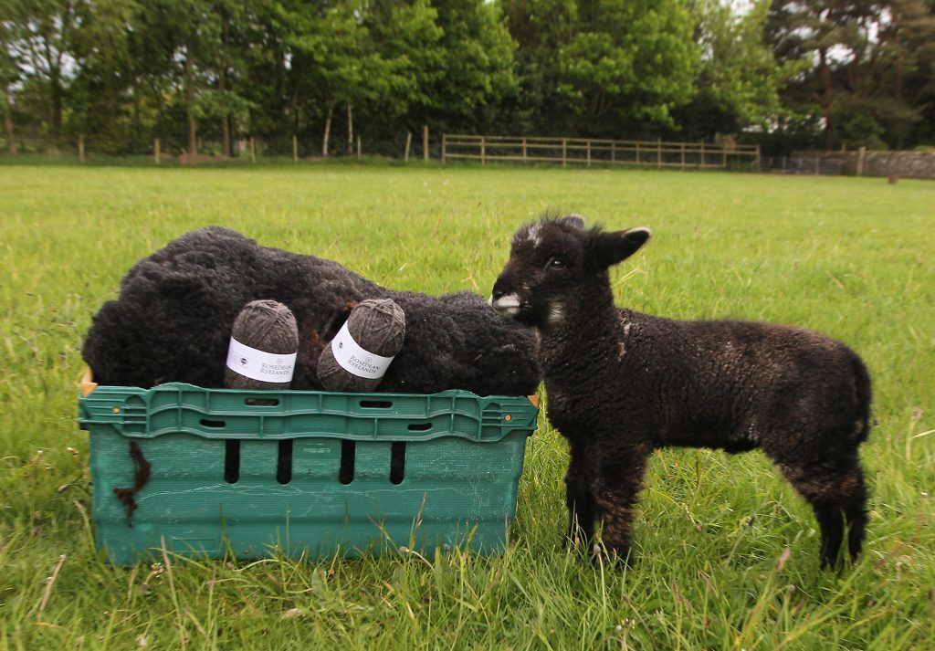 Barry business sell wool for first time