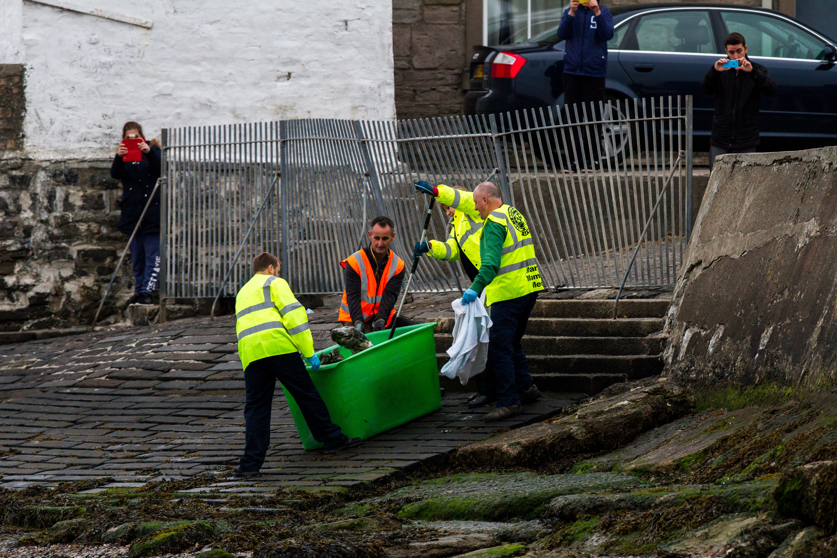 Rescuers removing the seal from Broughty Ferry.