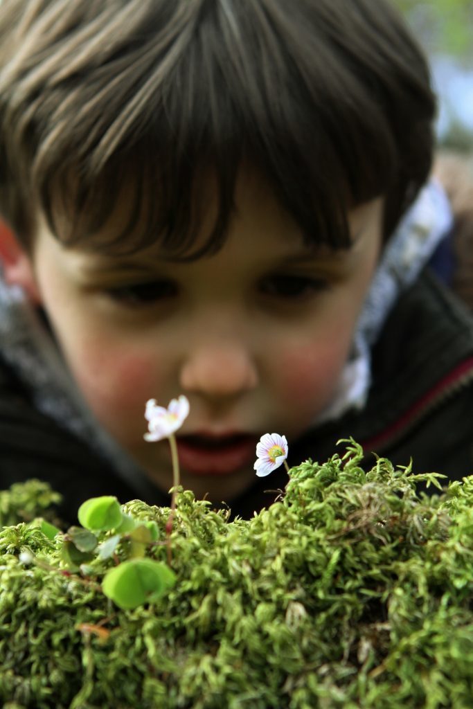 Robbie Towns gets a closer look at a wood sorrel flower.