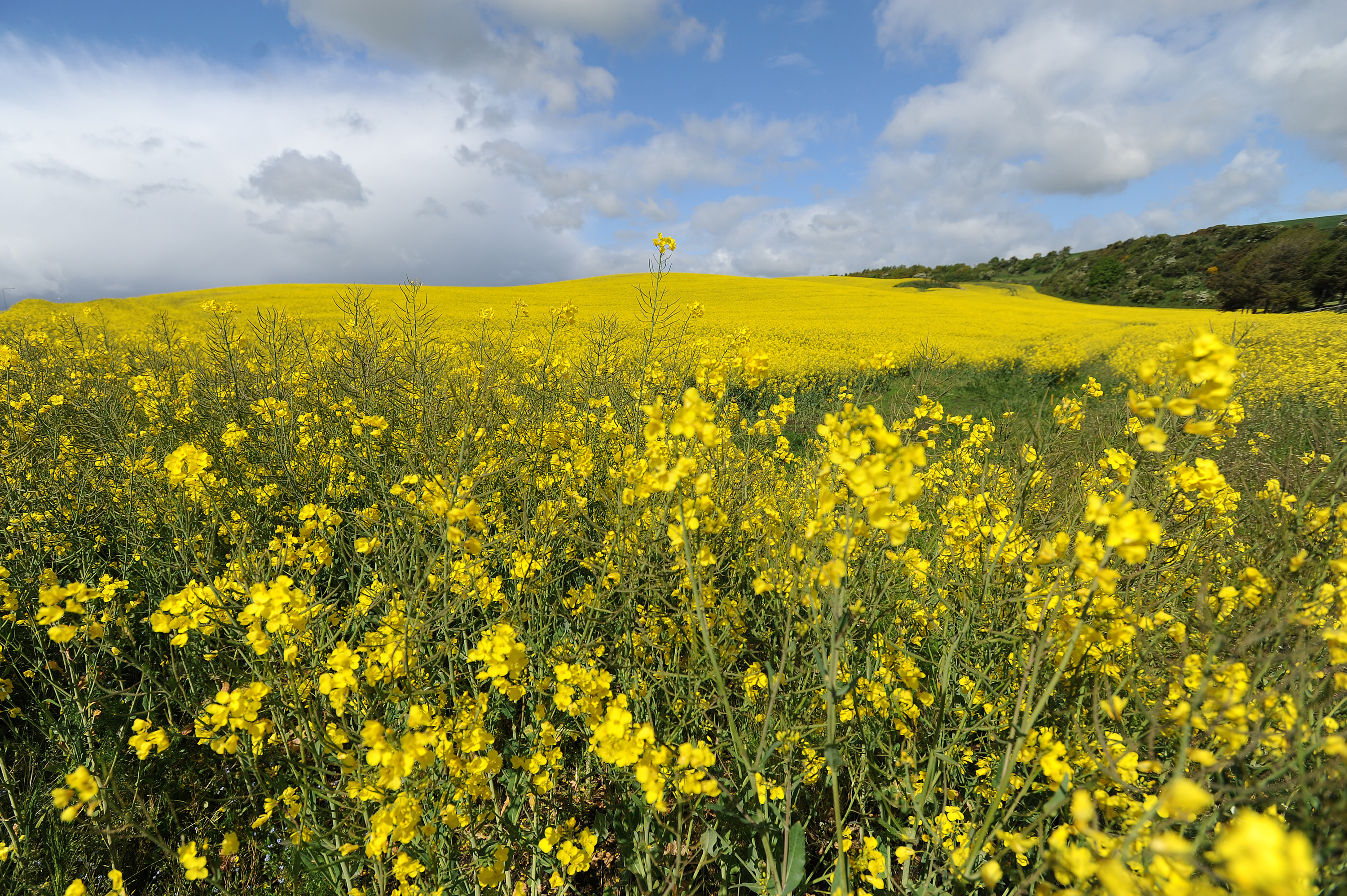 Glyphosate is considered essential for use on crops like oilseed rape