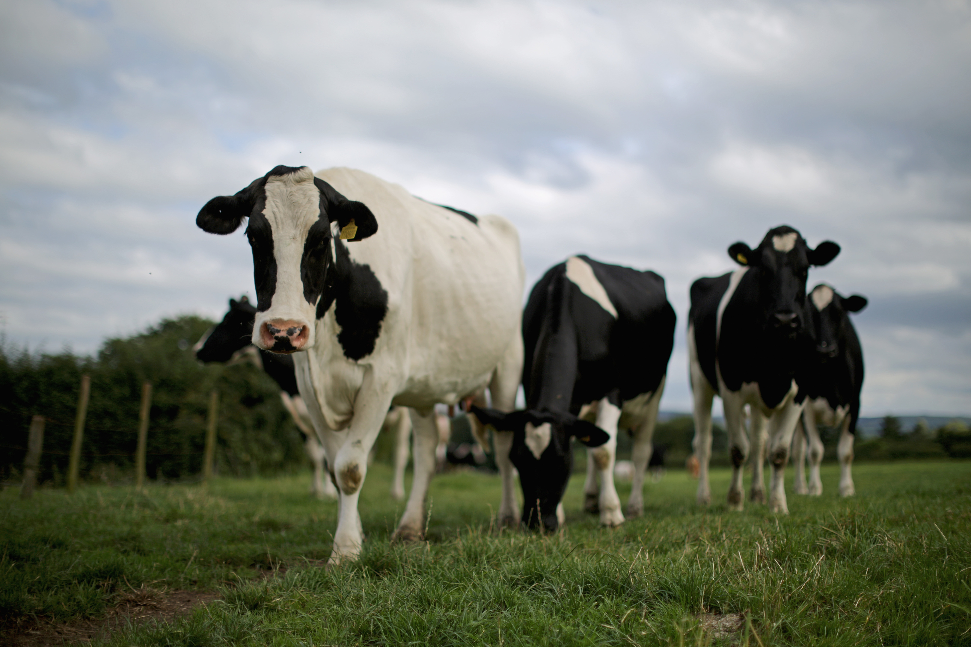 The scheme will not be enough to solve all the problems in the dairy industry