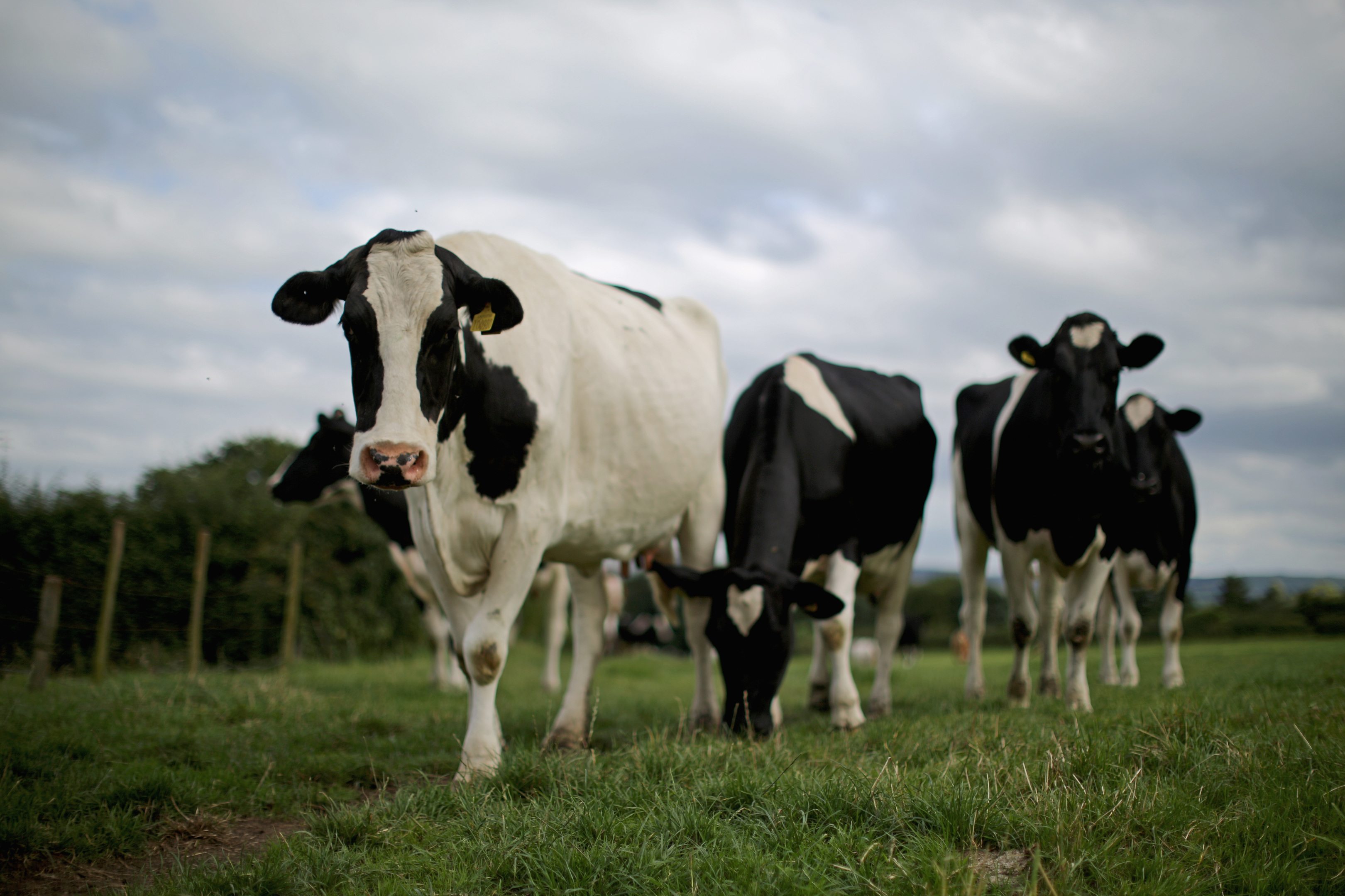 Yoghurts will be made with Scottish milk.