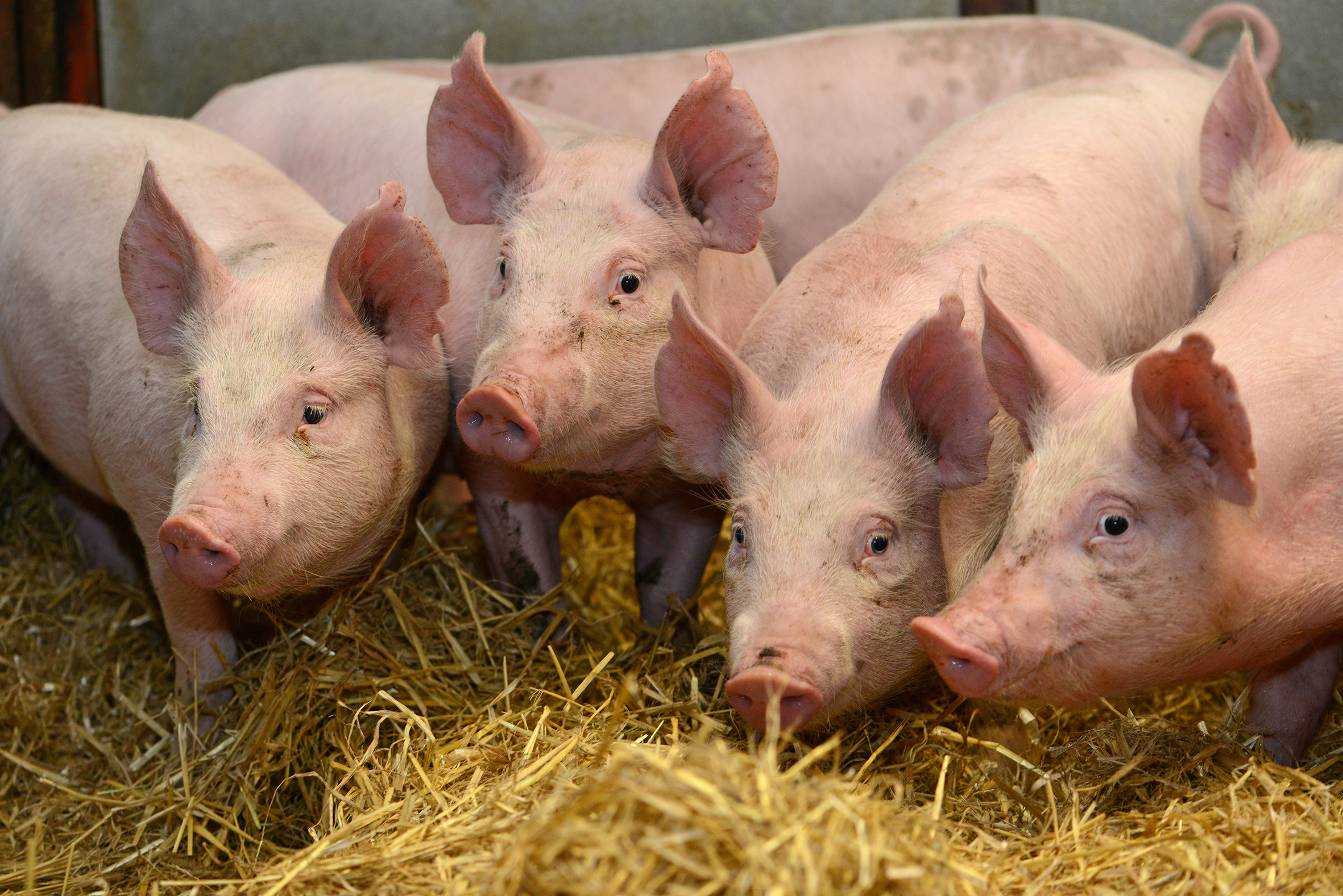 Vets say pig producers could reduce antibiotic usage