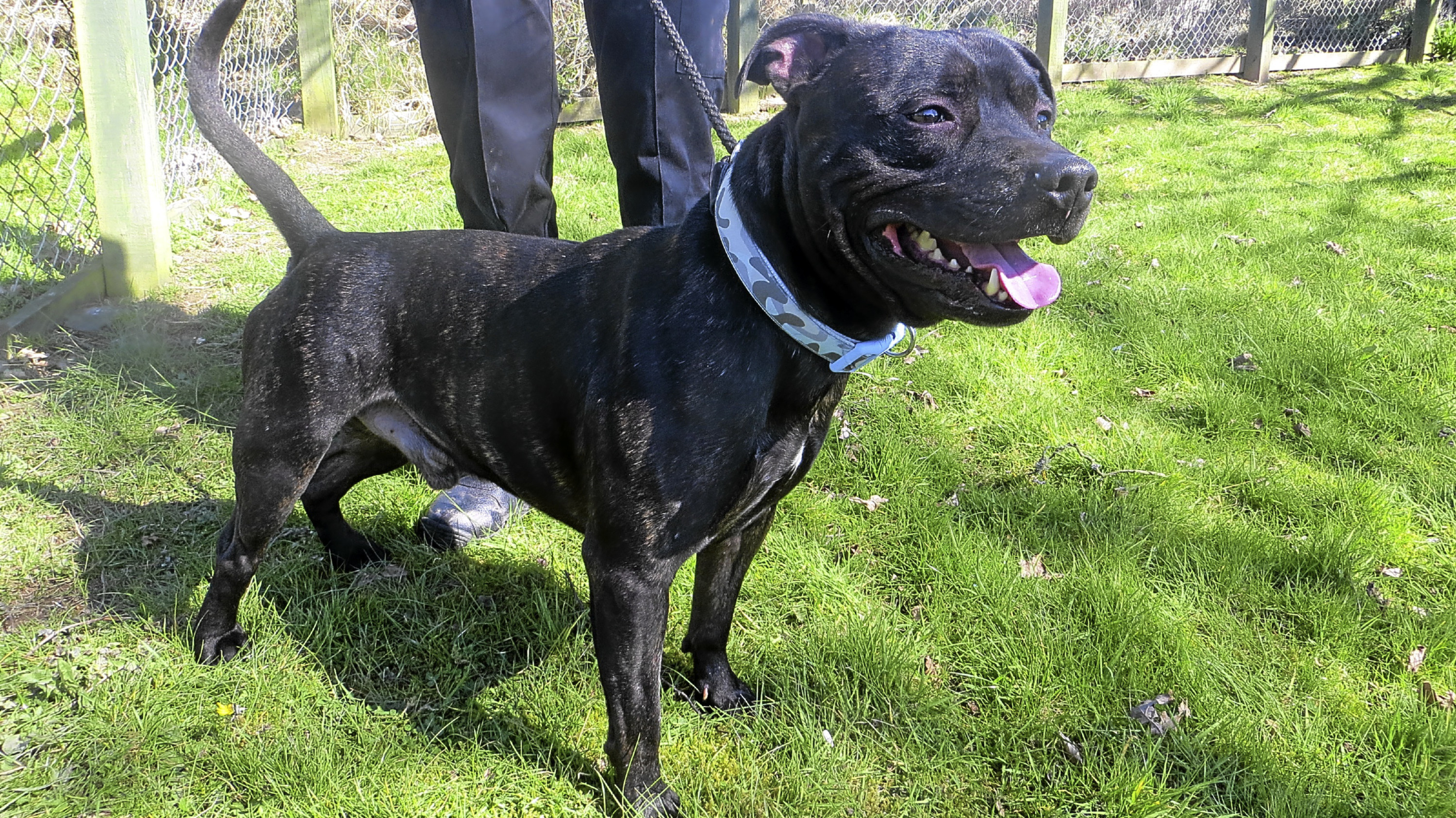 Nero the Staffie is among the animals seeking a new home