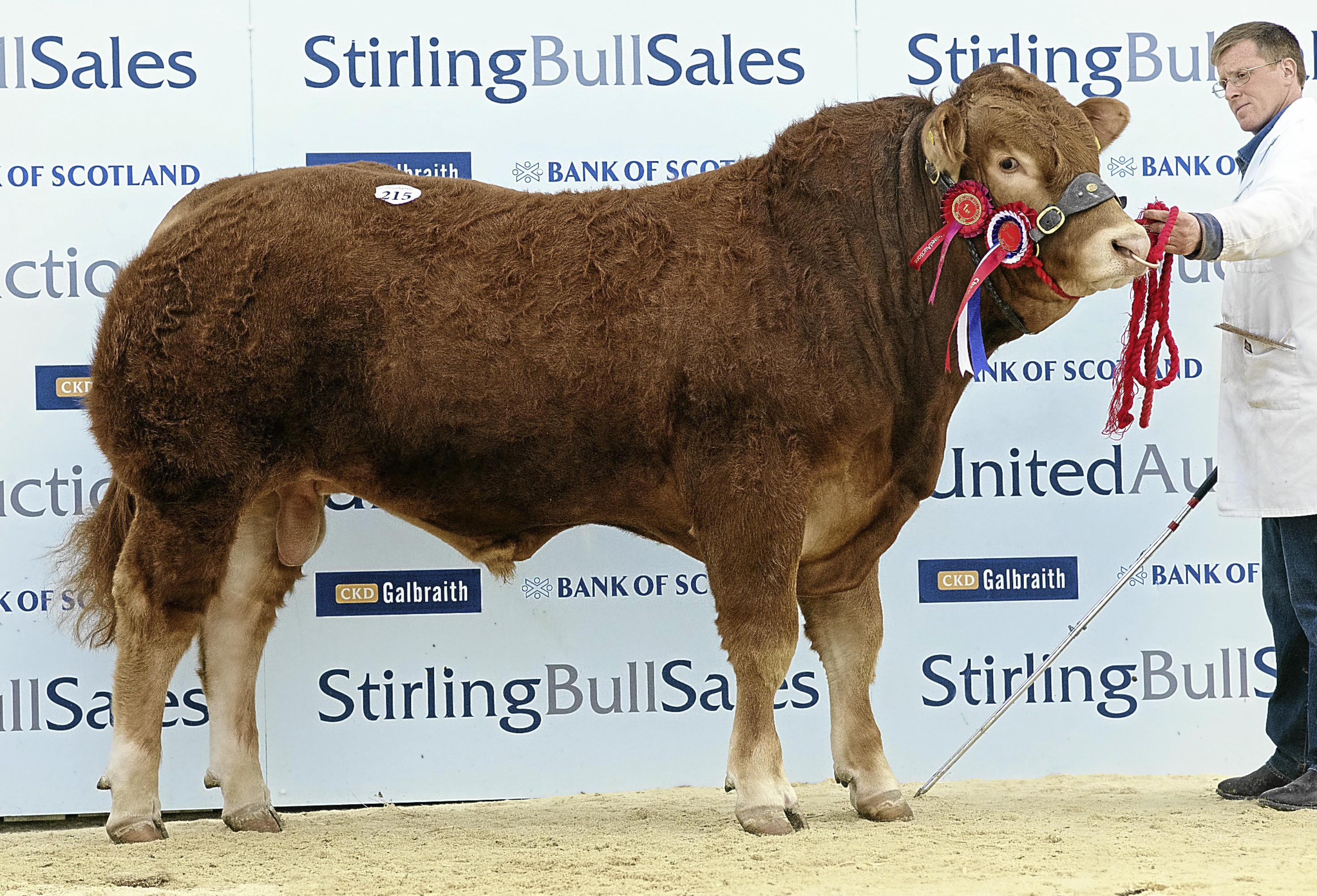 Goldies Justgreat
from Bruce T Goldie,
Townfoot, Mouswald,
Dumfries.