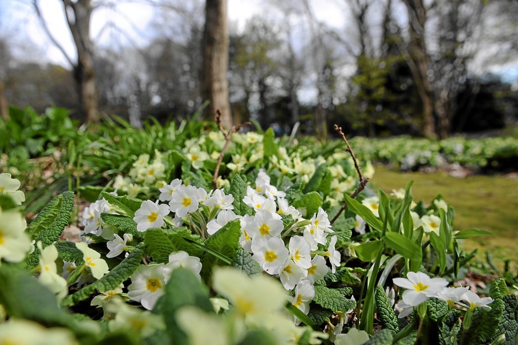 Spring flowers