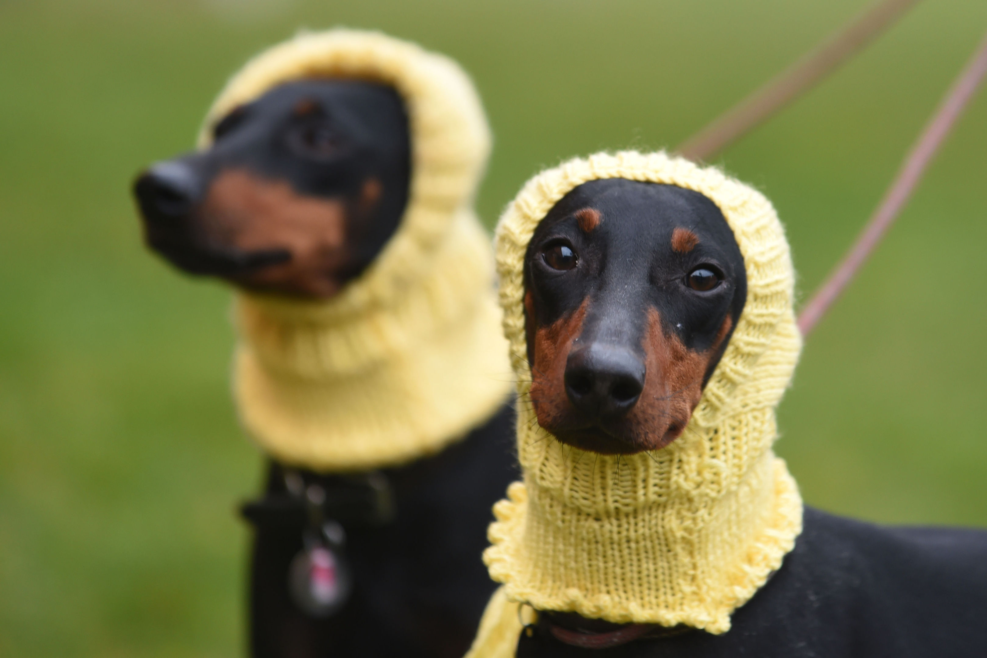 Terriers Betty (left) and Mable (right) competed at Crufts