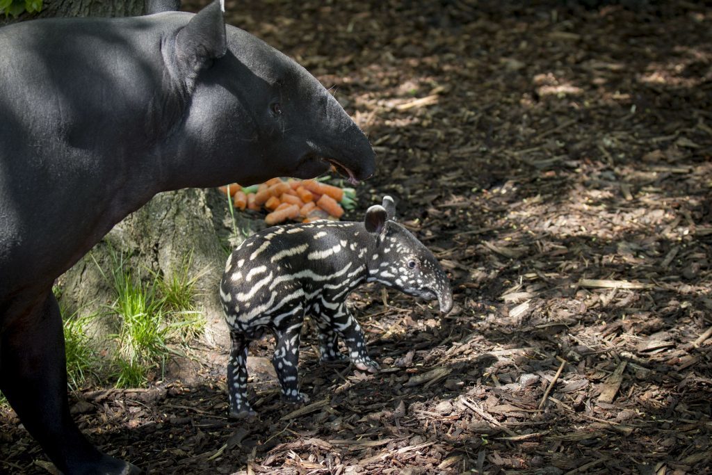 RZSS handout photo dated 23/05/16 of an endangered Malayan tapir calf taking his first steps outside with his mother Sayang at Edinburgh Zoo. PRESS ASSOCIATION Photo. Issue date: Wednesday May 25, 2016. The male calf was born on Thursday May 19 and keepers said he will help the fight to save his species from extinction. See PA story ANIMALS Tapir. Photo credit should read: Jon-Paul Orsi/RZSS/PA Wire NOTE TO EDITORS: This handout photo may only be used in for editorial reporting purposes for the contemporaneous illustration of events, things or the people in the image or facts mentioned in the caption. Reuse of the picture may require further permission from the copyright holder.