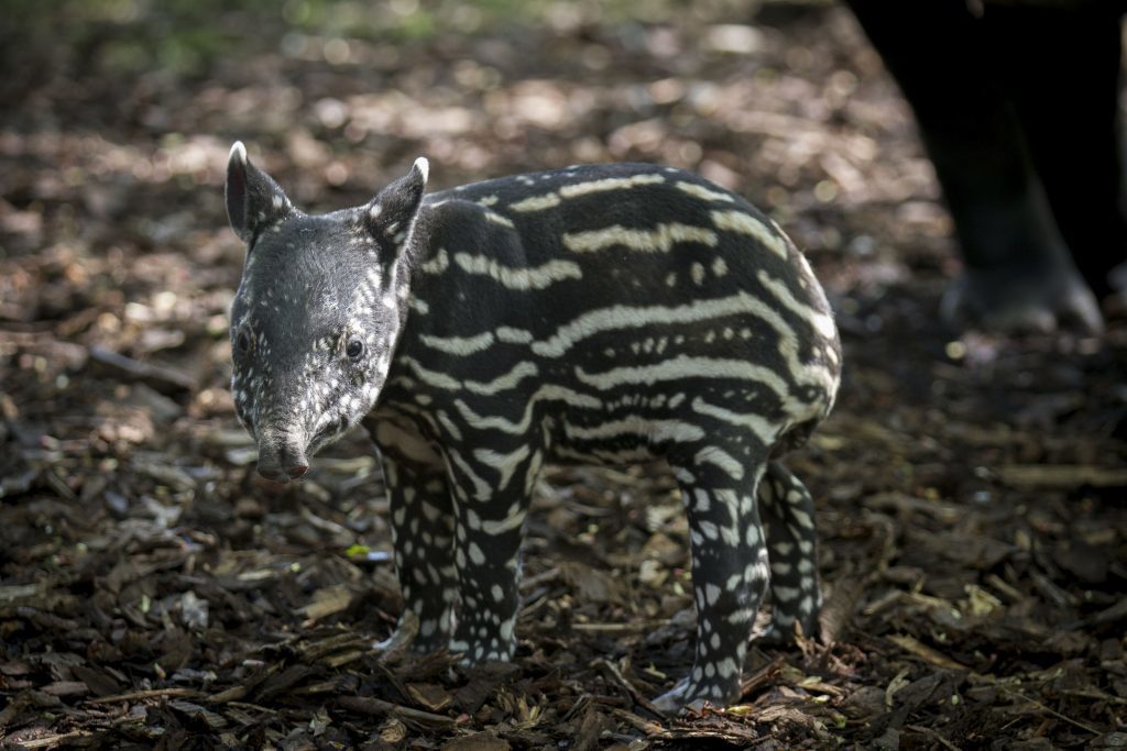 RZSS handout photo dated 23/05/16 of an endangered Malayan tapir calf taking his first steps outside at Edinburgh Zoo. PRESS ASSOCIATION Photo. Issue date: Wednesday May 25, 2016. The male calf was born on Thursday May 19 and keepers said he will help the fight to save his species from extinction. See PA story ANIMALS Tapir. Photo credit should read: Jon-Paul Orsi/RZSS/PA Wire NOTE TO EDITORS: This handout photo may only be used in for editorial reporting purposes for the contemporaneous illustration of events, things or the people in the image or facts mentioned in the caption. Reuse of the picture may require further permission from the copyright holder.