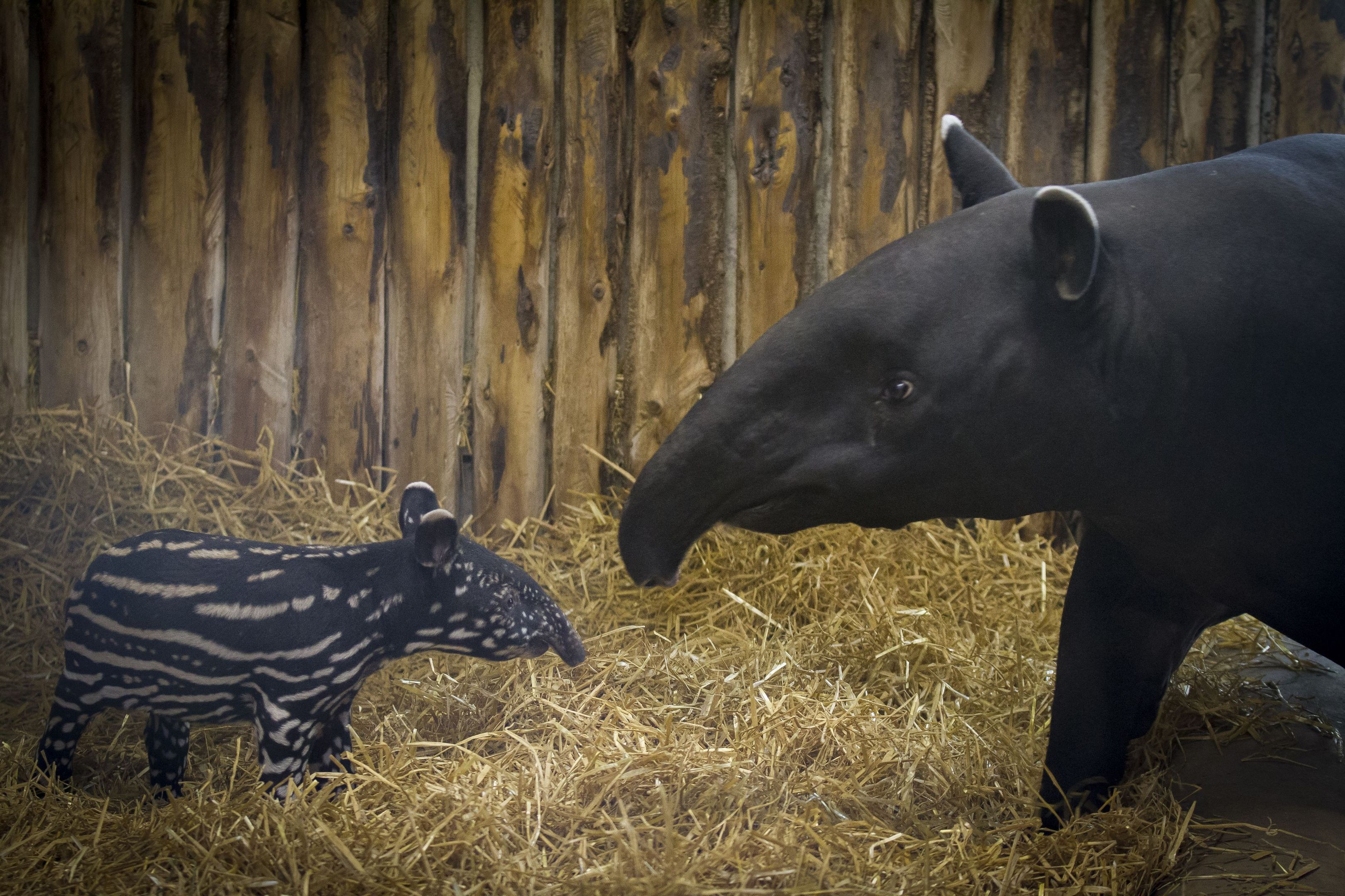 The male calf was born on Thursday May 19 and keepers said he will help the fight to save his species from extinction.