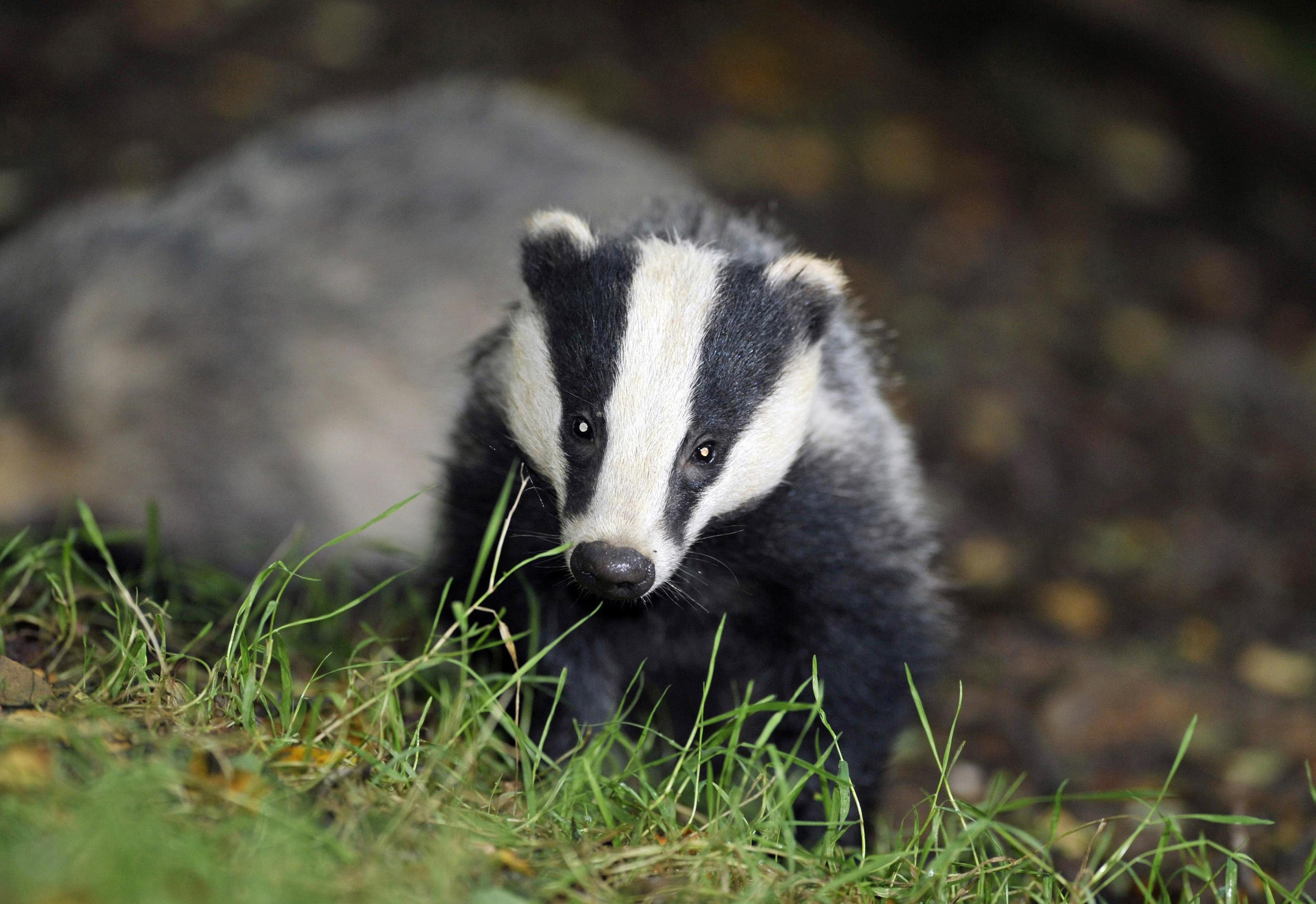 A badger