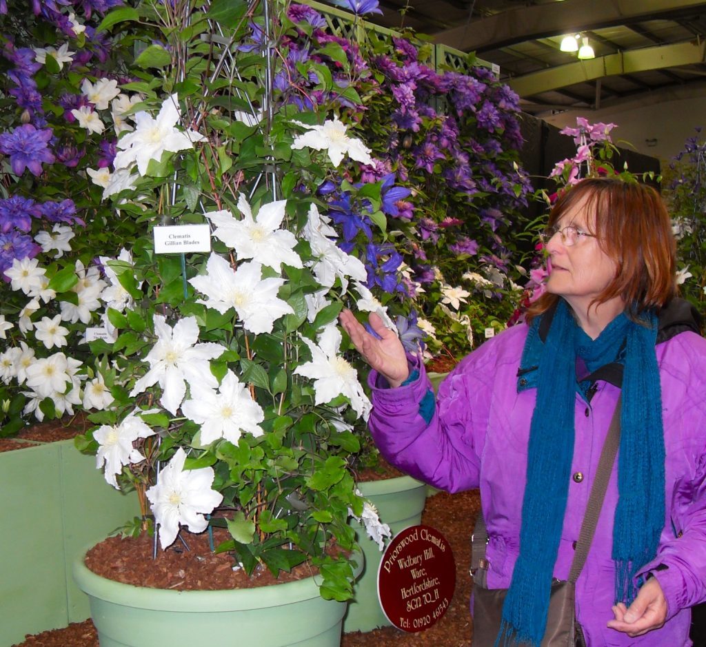 Beautiful clematis at Ingliston Flower Show