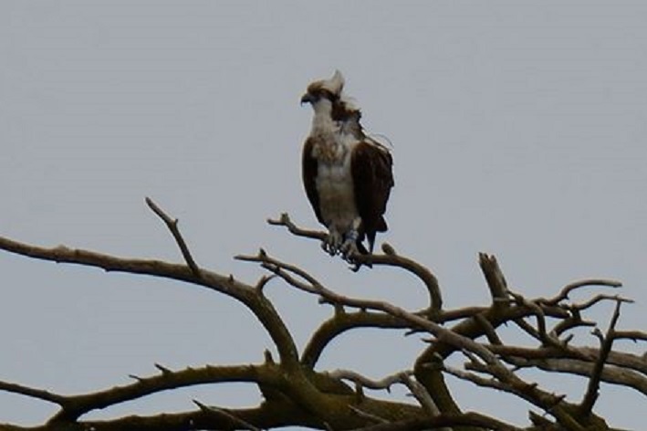 Osprey Blue YD at Balgavies