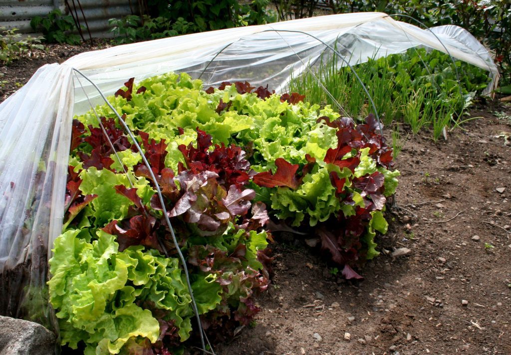 Early salads growing under tunnels