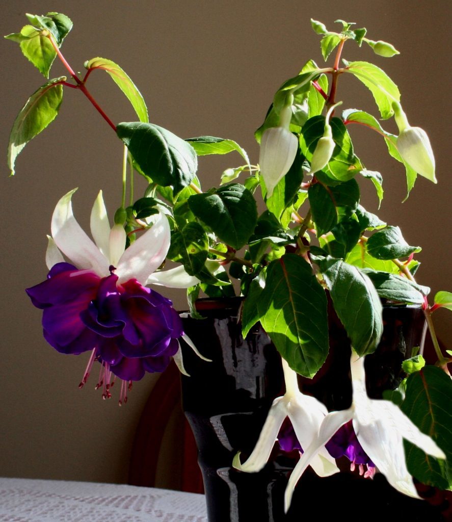 Fuchsia Southern Belle