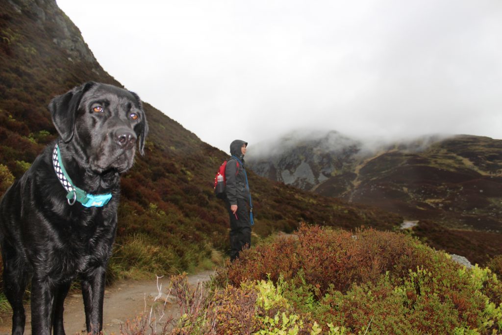 Reaching the trig point is all part of the fun, as Gayle and her dog Toby discover.