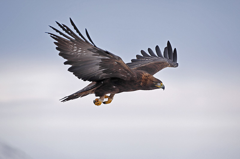 A golden eagle.